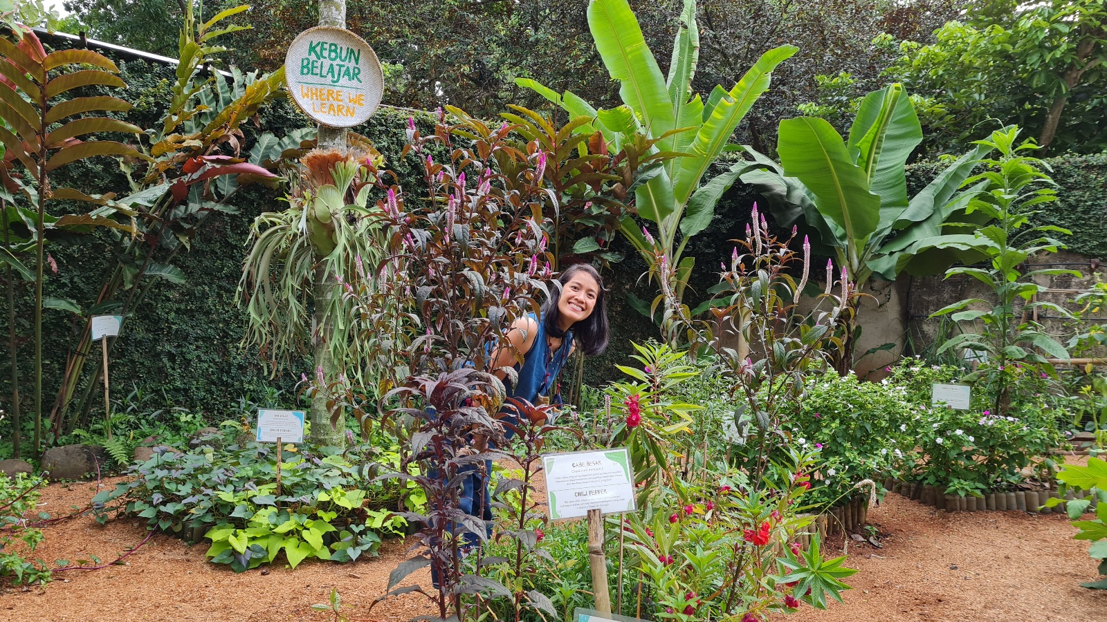 Pocket forests for healthy cities