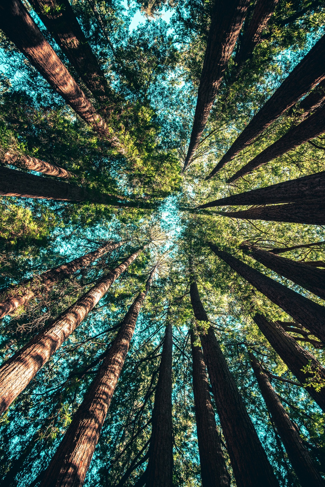 Prioritising Forest Protection Over Tree Planting: Why Forest Conservation Brings More Impact