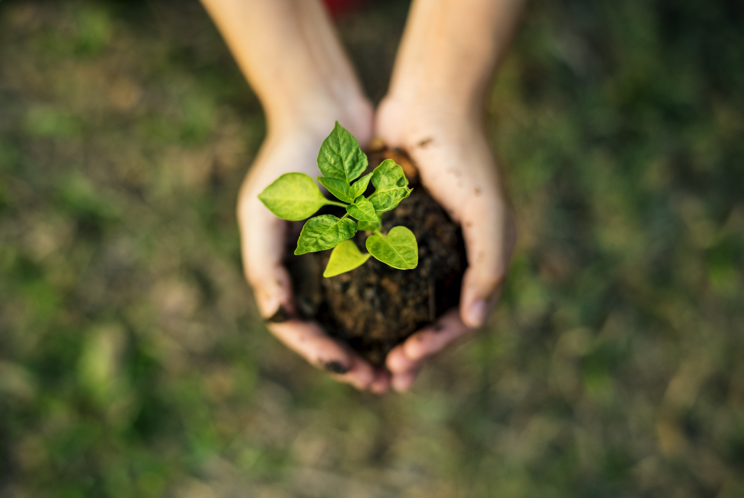 Climate action through voting and engagement