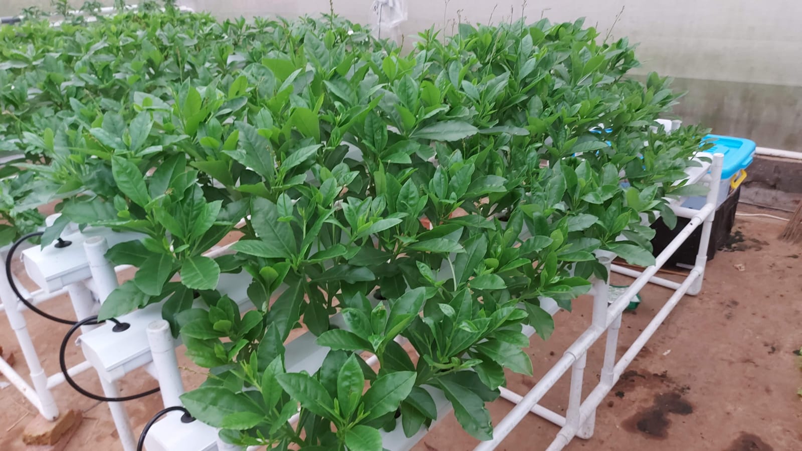 From Crisis to Opportunity: The Promise of Precision Farming in Indonesian Agriculture