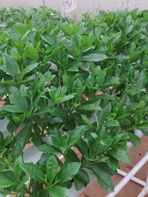 From Crisis to Opportunity: The Promise of Precision Farming in Indonesian Agriculture