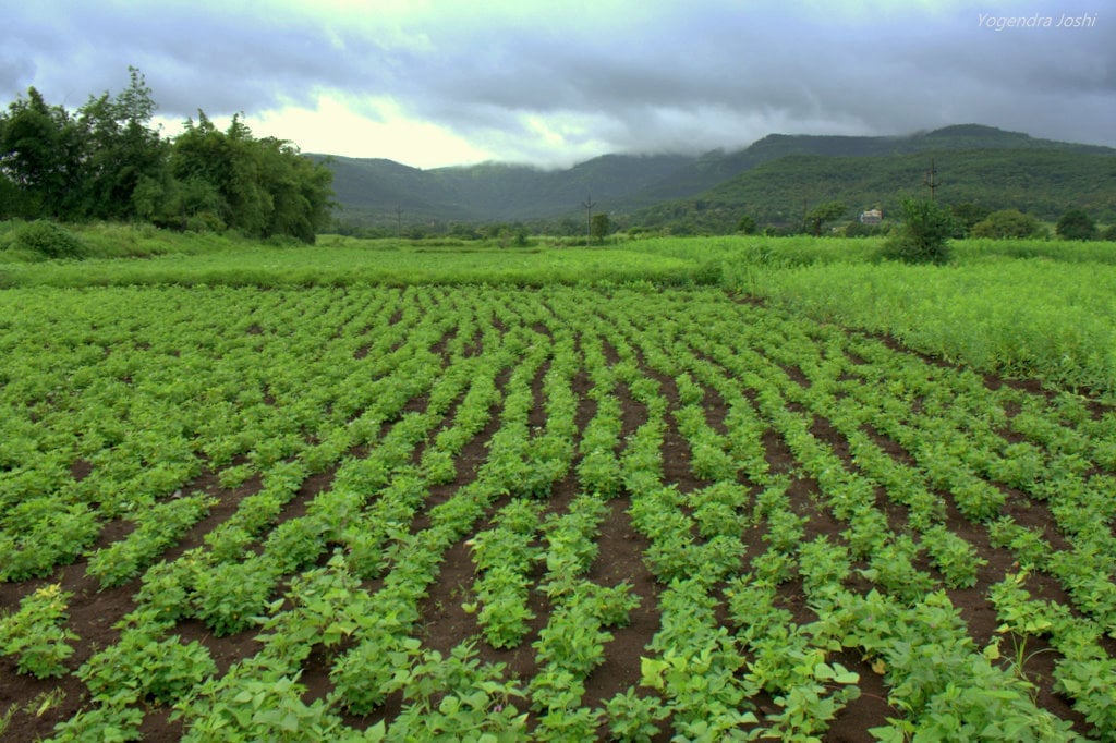 Global collaboration is essential to solve modern food crises