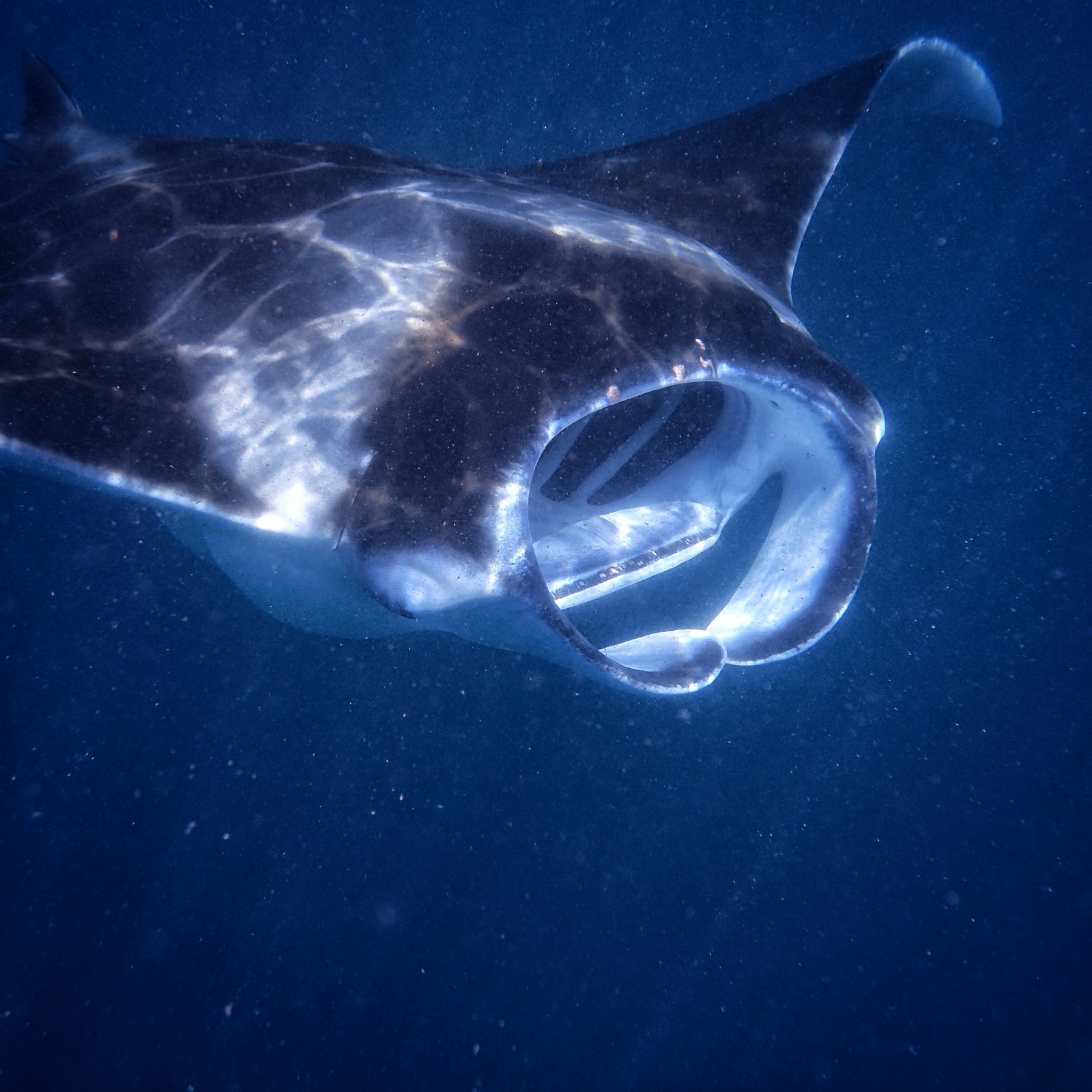 Guardians of the Ocean: Protecting Manta Rays in the Maldives