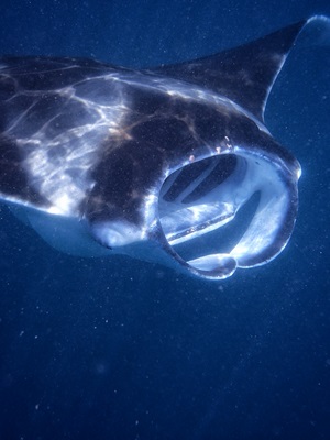 Guardians of the Ocean: Protecting Manta Rays in the Maldives