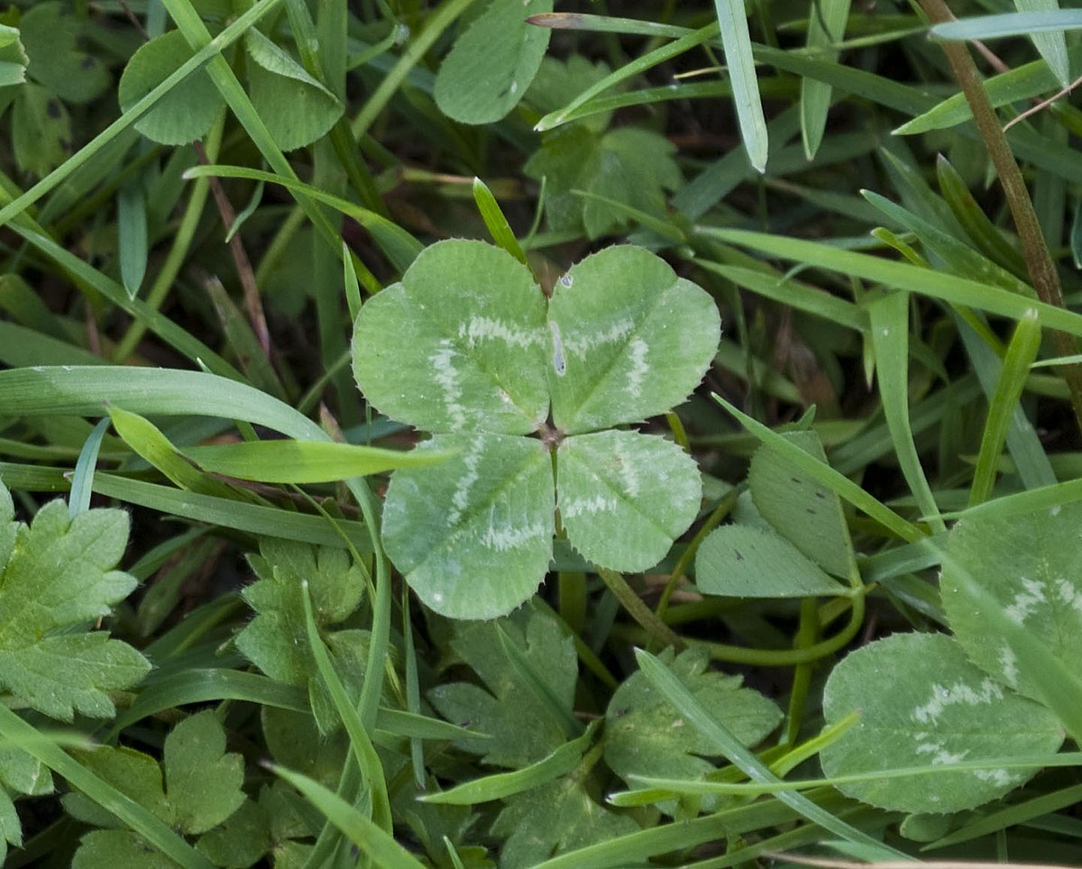 I Am Lucky (NOT) (Part 1)