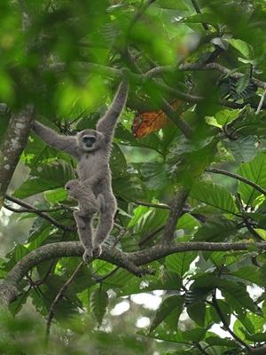 Protecting Java’s coffee and primate landscape