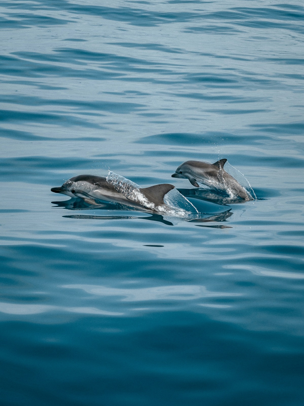 Why the world must reduce noise and noise pollution in the oceans
