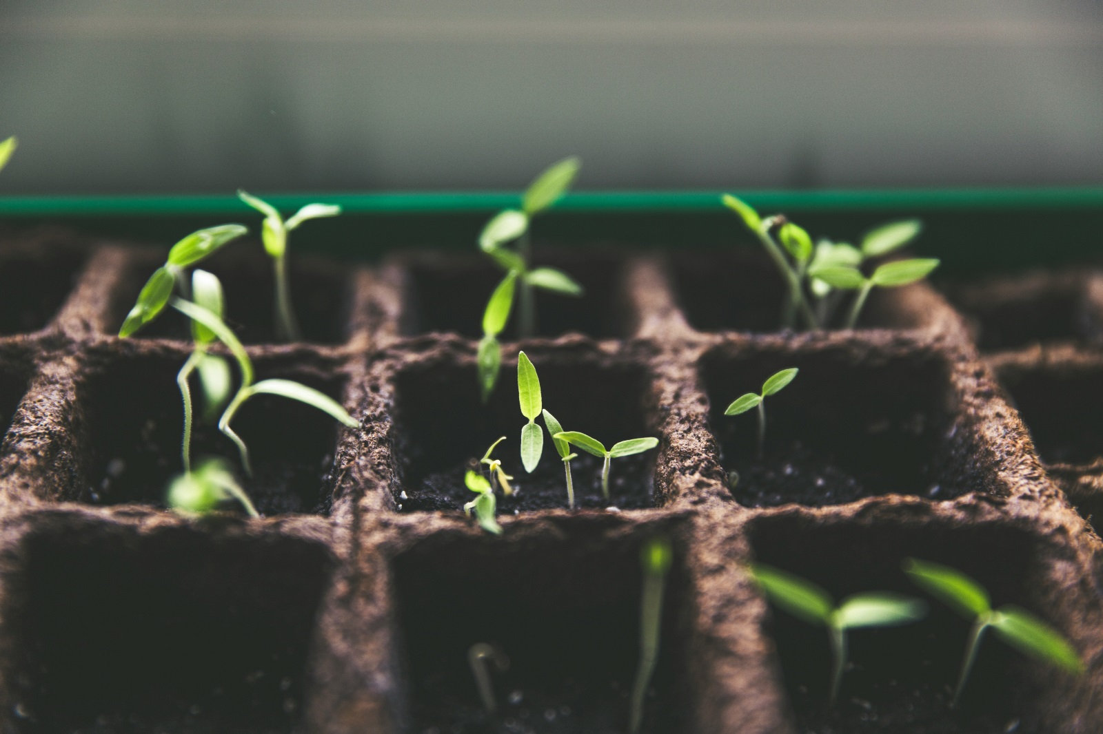 Regenerative agriculture could solve declining food nutrition caused by rising carbon dioxide