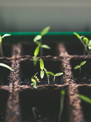 Regenerative agriculture could solve declining food nutrition caused by rising carbon dioxide