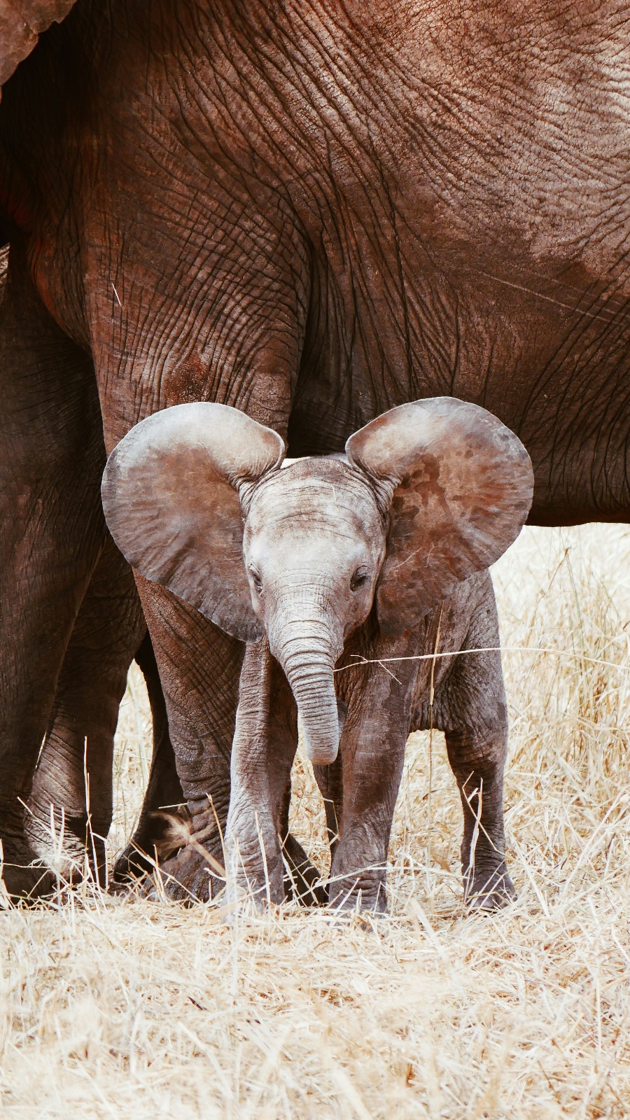 Innovation for Good: How Innovation Can Preserve Biodiversity