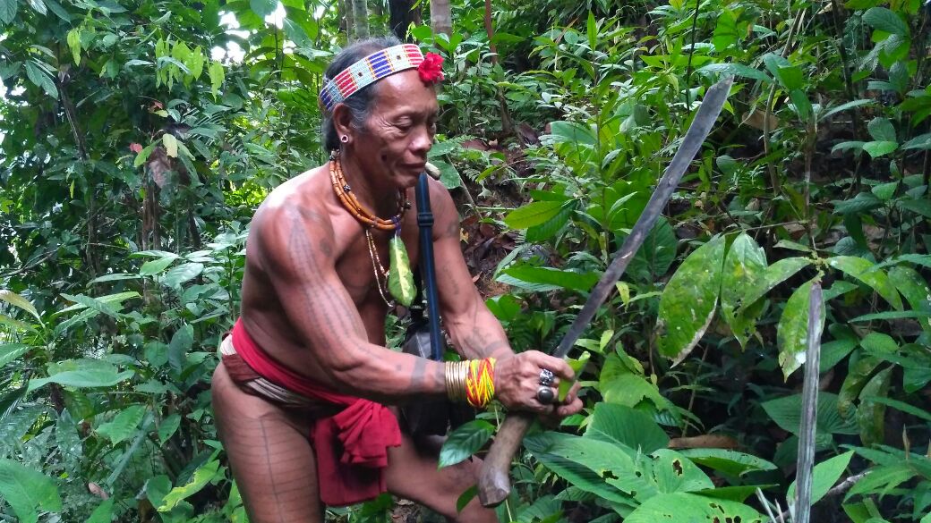 Mentawai people's pharmacy forest destroyed due to exploitation