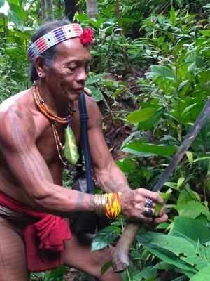 Mentawai people's pharmacy forest destroyed due to exploitation