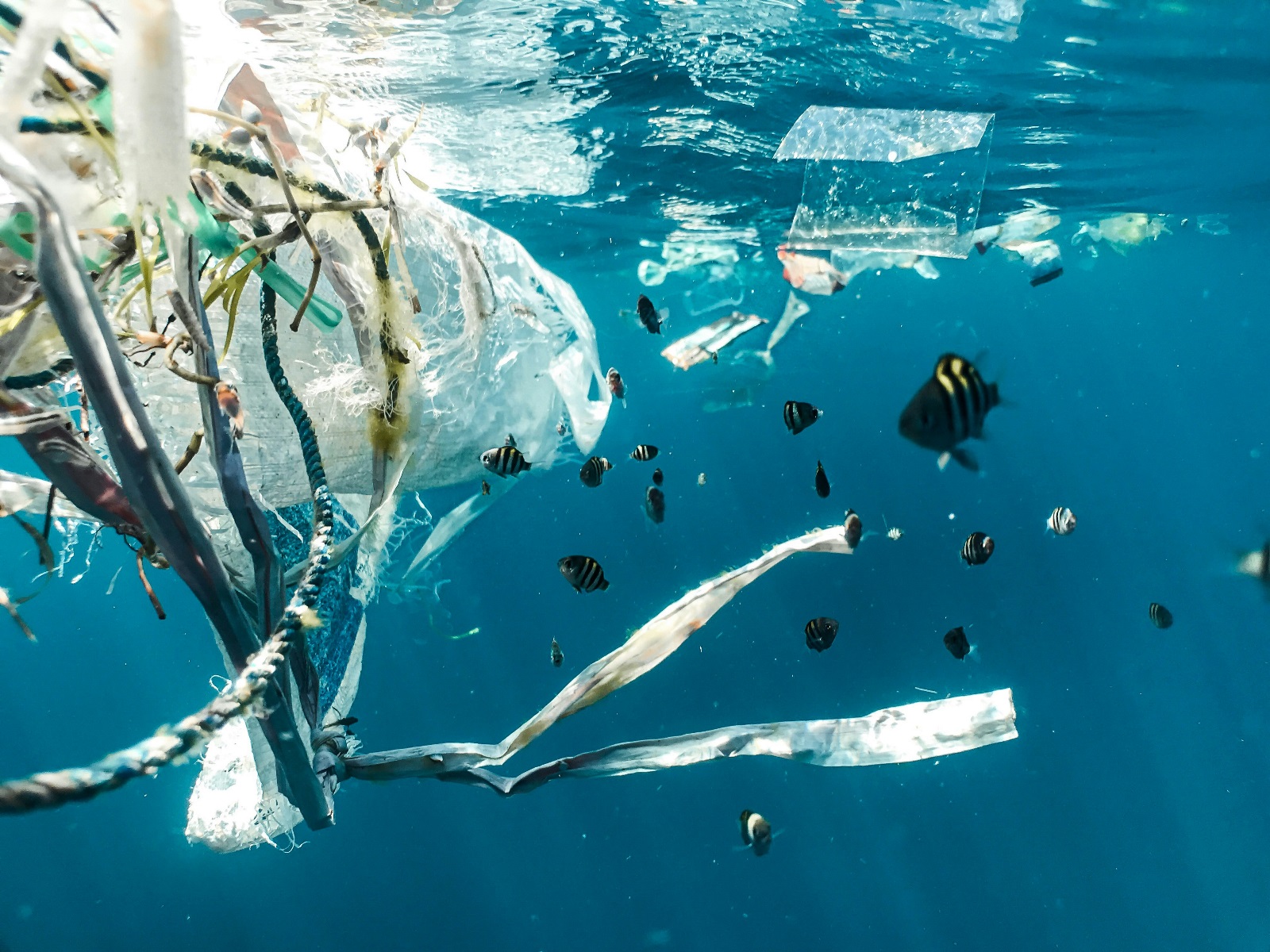 Ending Plastic Pollution: The Shift to a Plastic Circular Economy