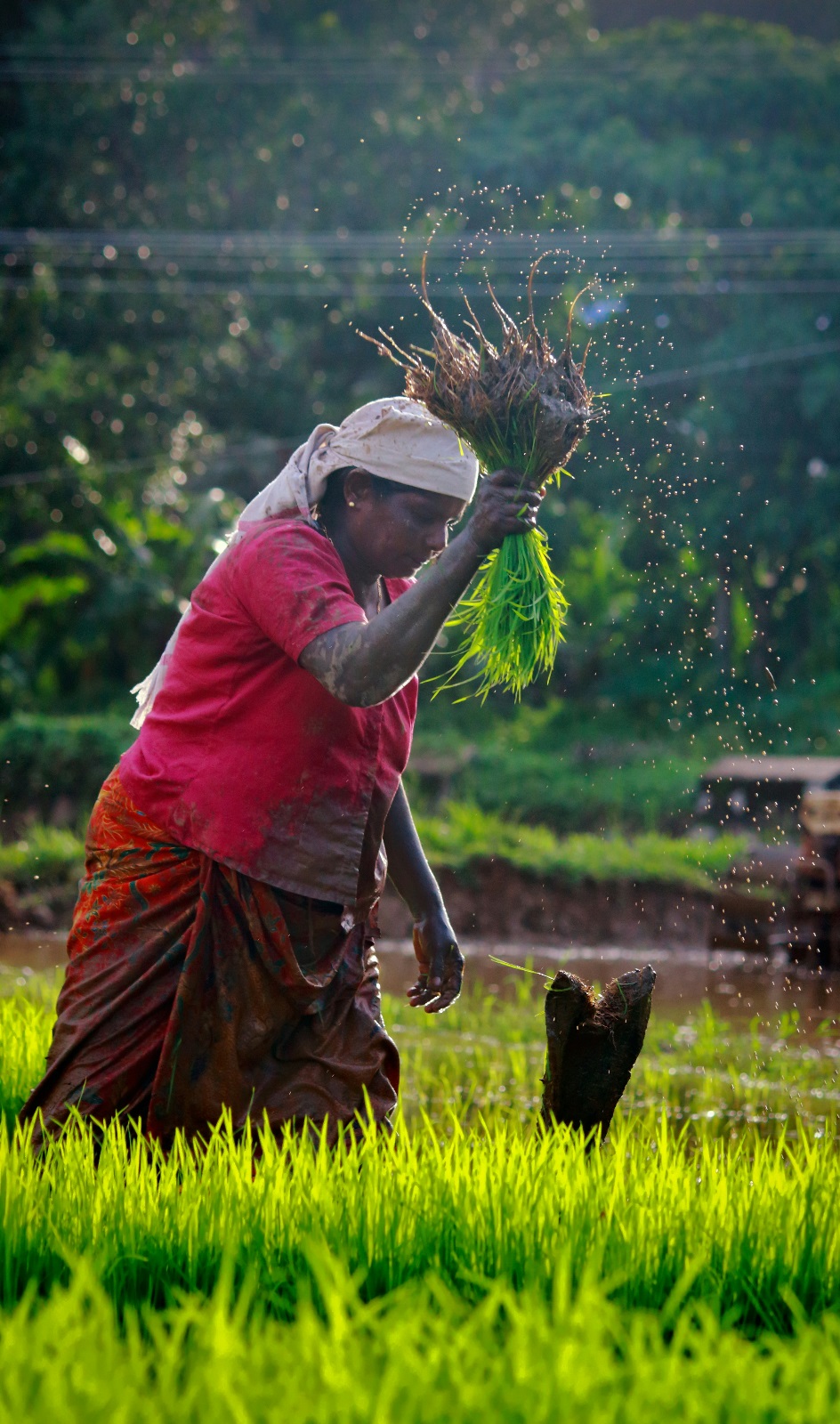 Building resilience to climate change among smallholder farmers with an organic soil approach