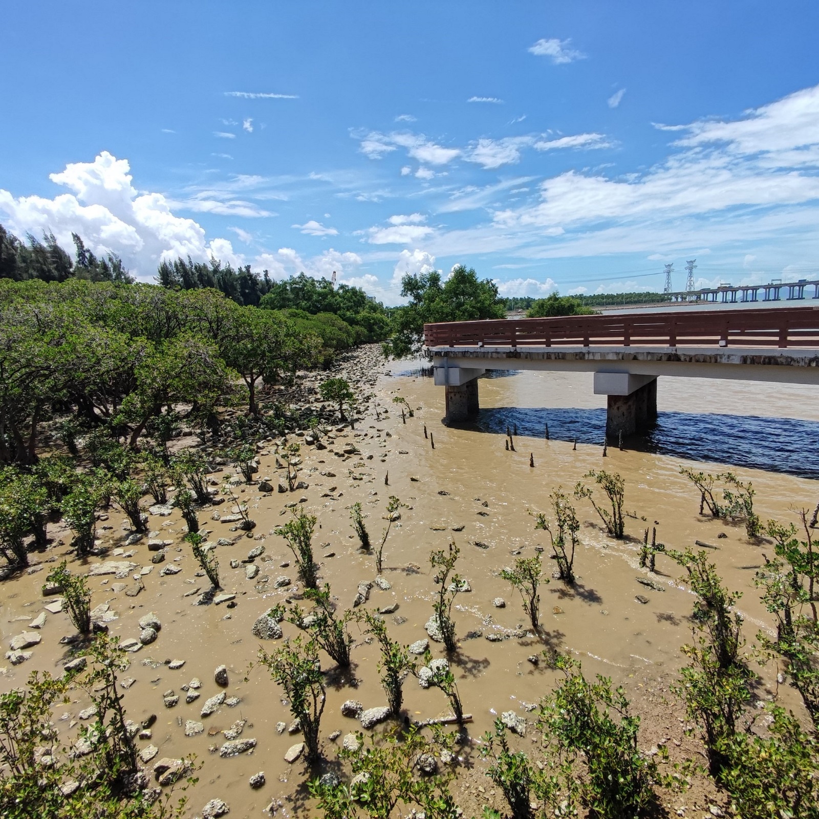 Preserving Deep Bay: Addressing the Ecological Impacts of Urbanisation in South China's Greater Bay Area