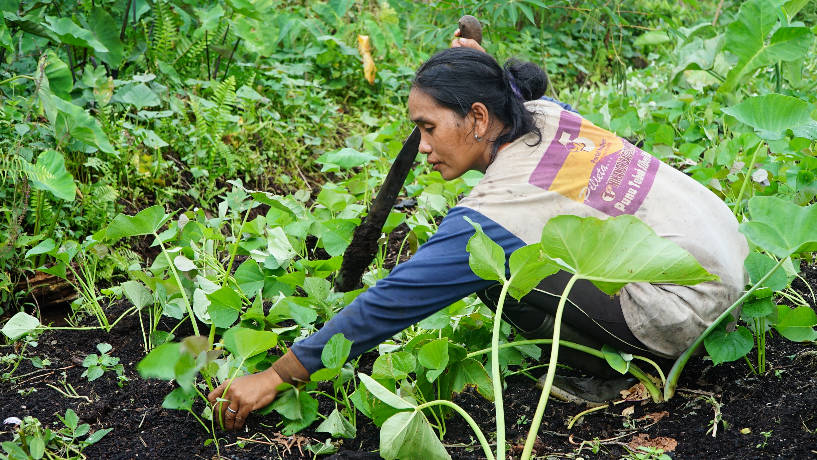 The Mentawai indigenous people are adamantly against timber permits