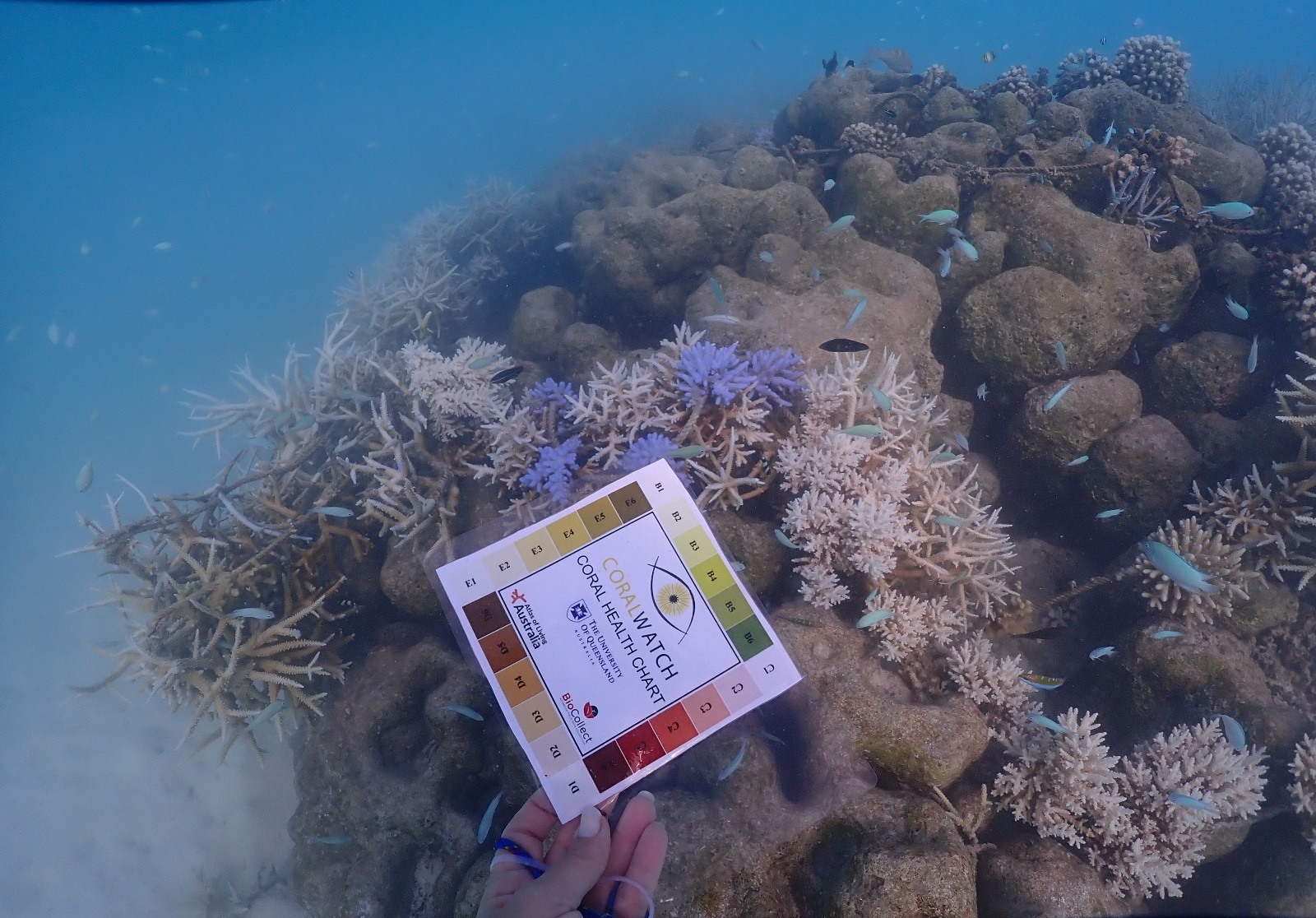 A Deep Dive into the Maldives’s 2024 Bleaching Event