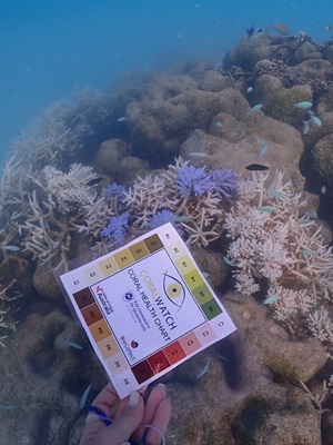 A Deep Dive into the Maldives’s 2024 Bleaching Event