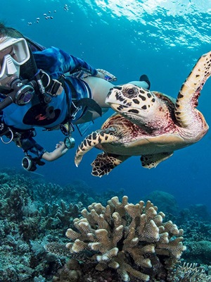 An underwater apocalypse by a deadly starfish