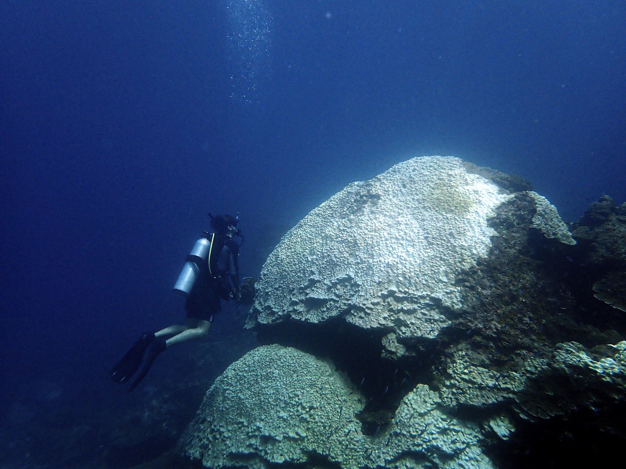 Coral reefs in a warming world, what can we do?