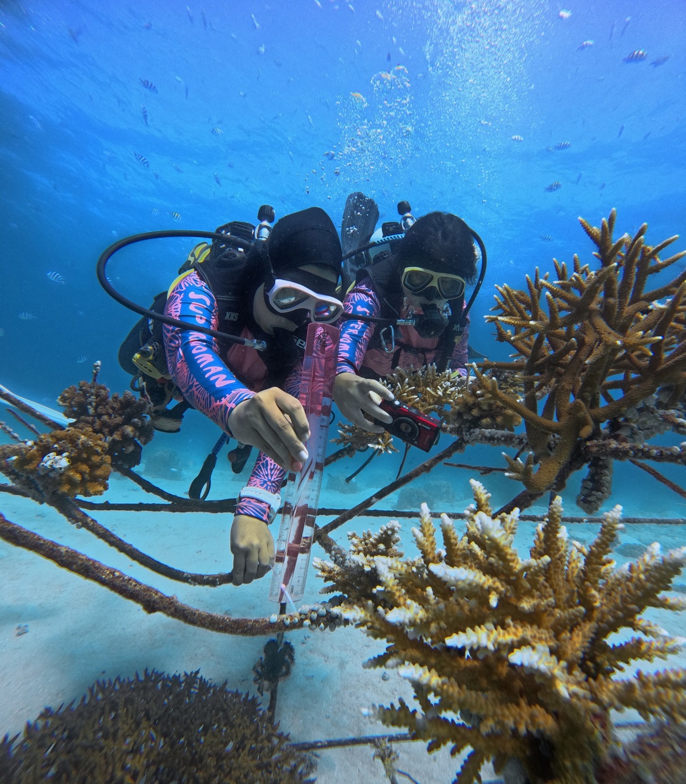 Coral Catch ocean conservation training