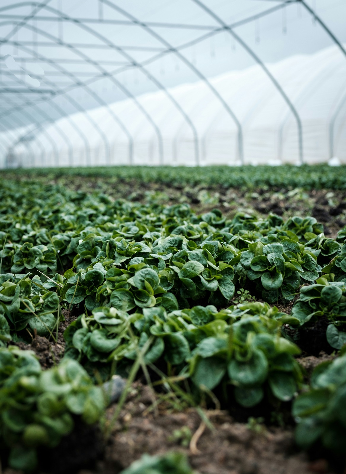 Could GMO crops help protect us against climate change?