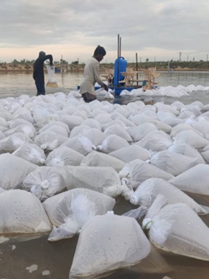 Antibiotic & chemical-free shrimp farming