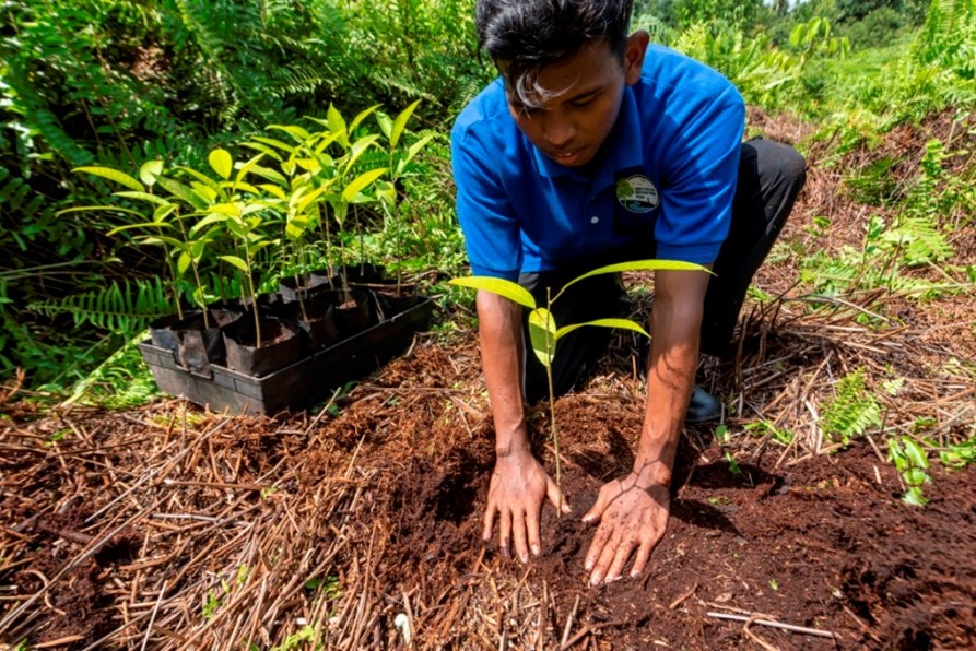 Restoring tropical forests and biodiversity