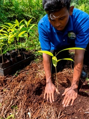 Restoring tropical forests and biodiversity