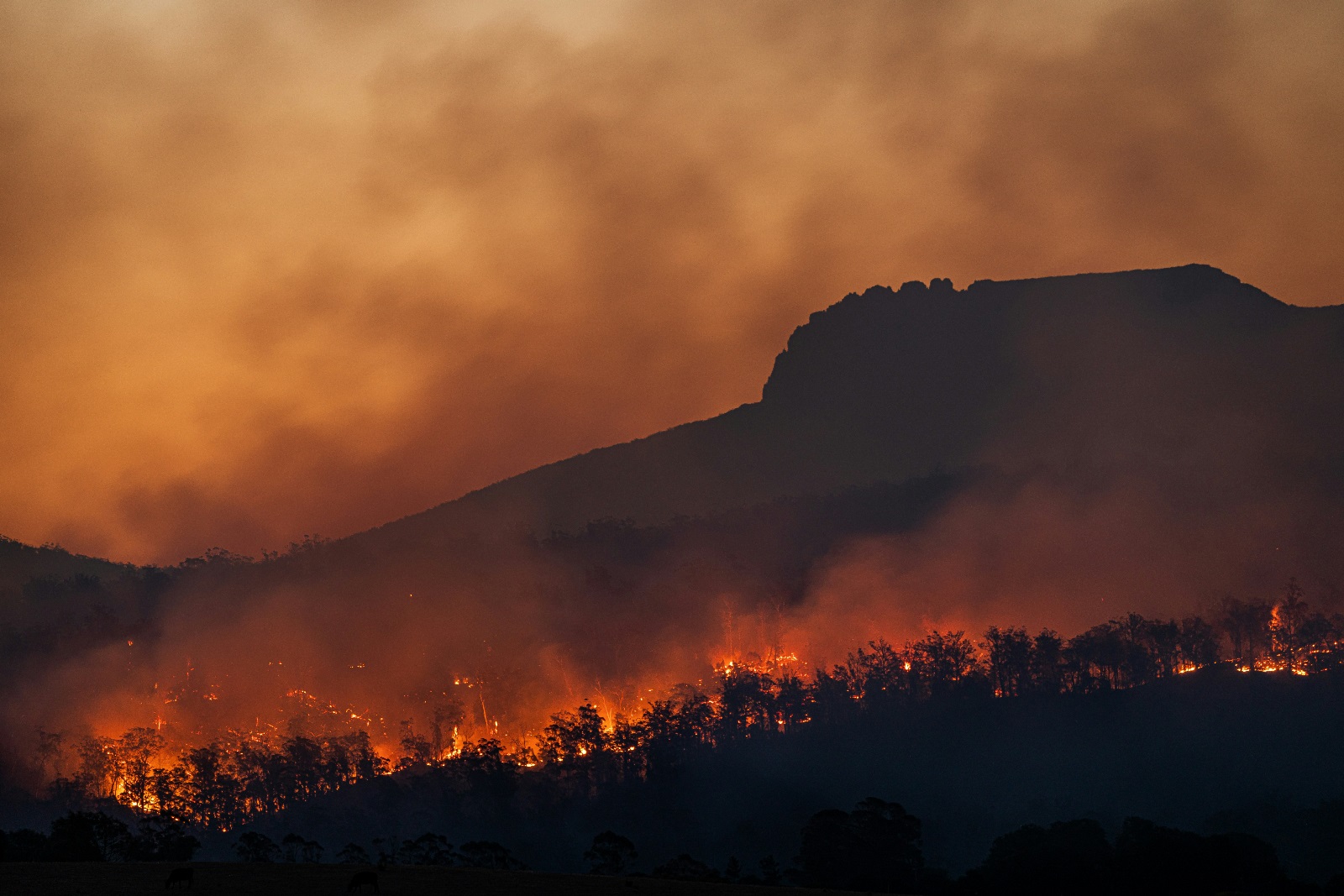 Climate Change Is Irreversible. What Now?