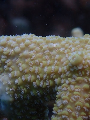 Studying the silent corals’ predators to protect Maldivian reefs after the 2024 bleaching event