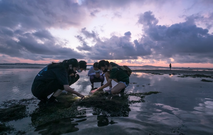 The hidden trials and tribulations of marine animals in Singapore