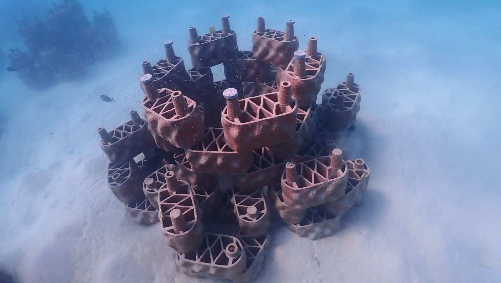 Where Technology Meets the Ocean: Theyra Maa and the Future of Reef Restoration
