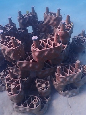 Where Technology Meets the Ocean: Theyra Maa and the Future of Reef Restoration