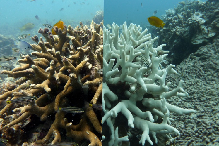 Coral bleaching in Lang Tengah- photo by Coralku.jpg
