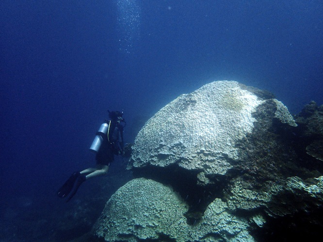 Bleached porites next to Sebastian from Coralku, in Pulau Lang Tengah, Malaysia.jpg